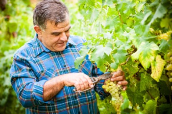 Senior winemaker cuts twigs,Italy